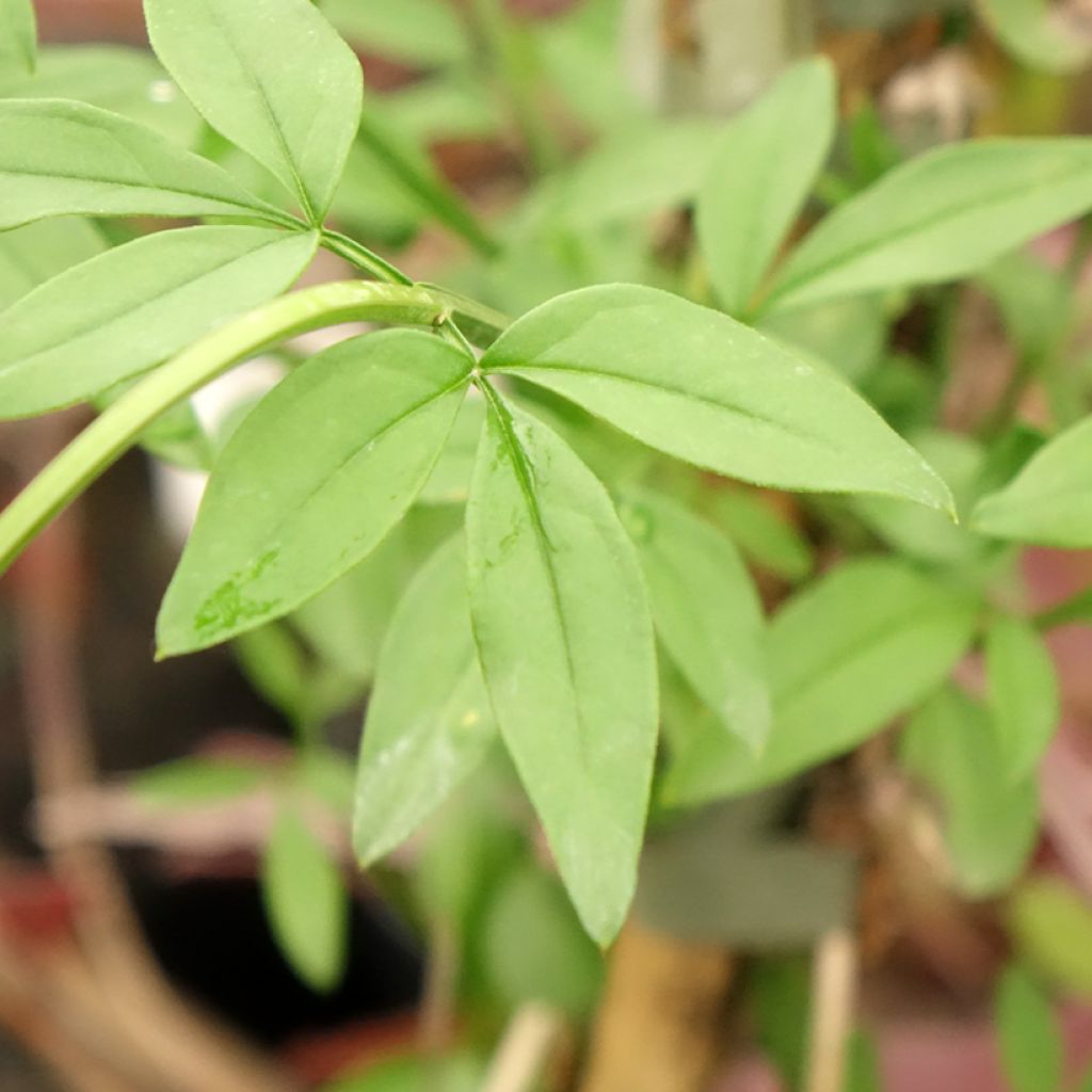 Jasmin primevère - Jasminum mesnyi