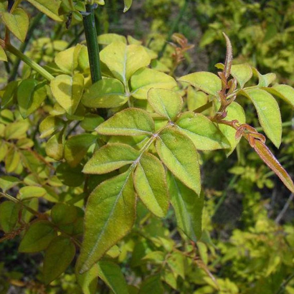 Jasmin officinal - Jasminum officinalis Aureum 