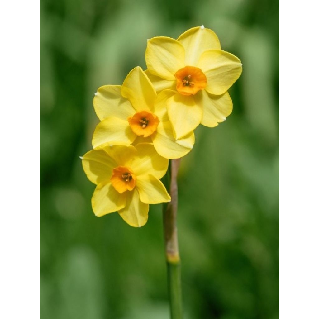 Narcisse Martinette