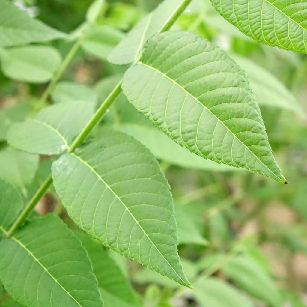 Juglans nigra - Noyer noir