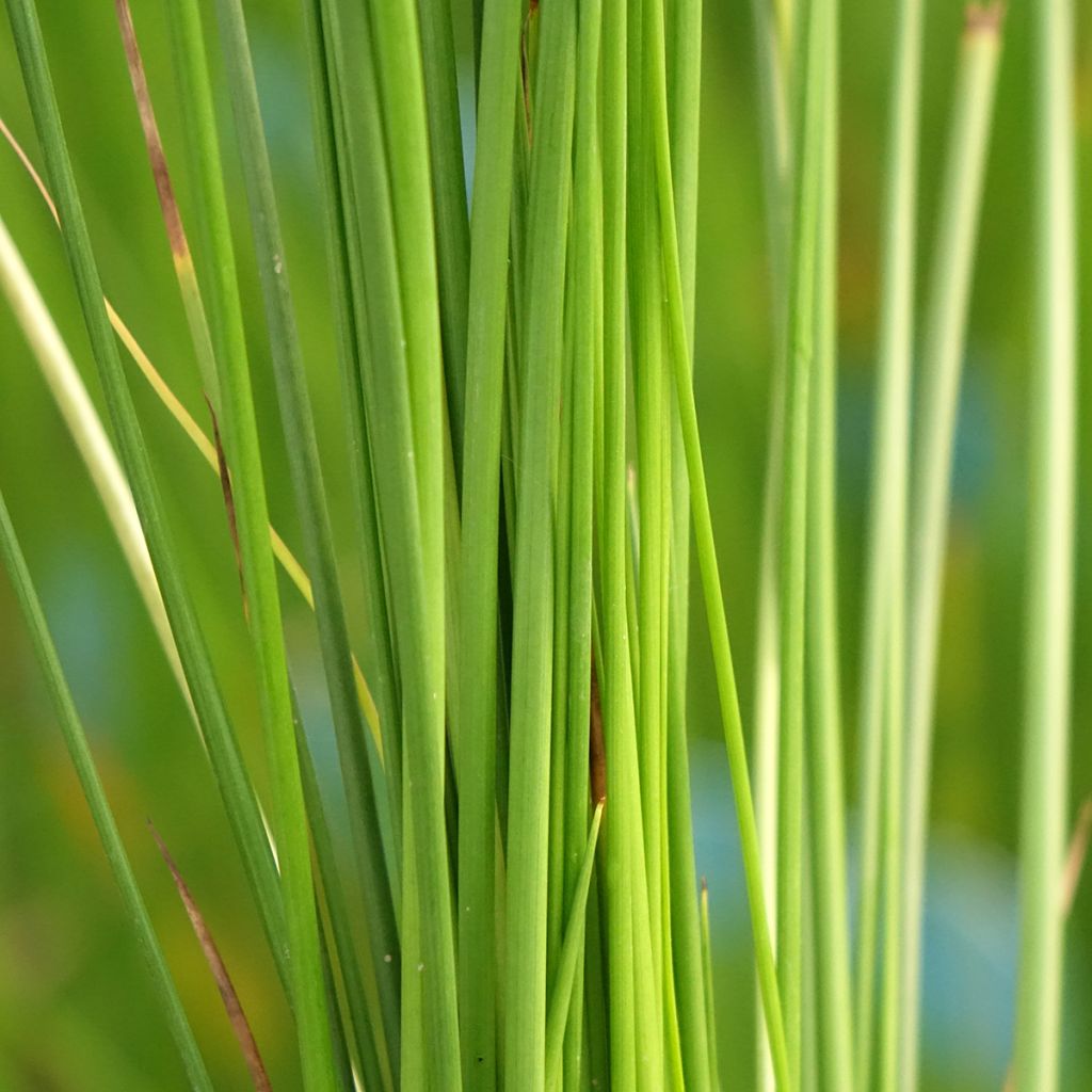 Juncus effusus - Jonc diffus