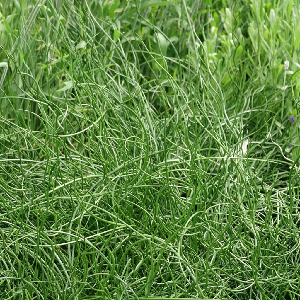Juncus effusus Spiralis - Jonc spiralé