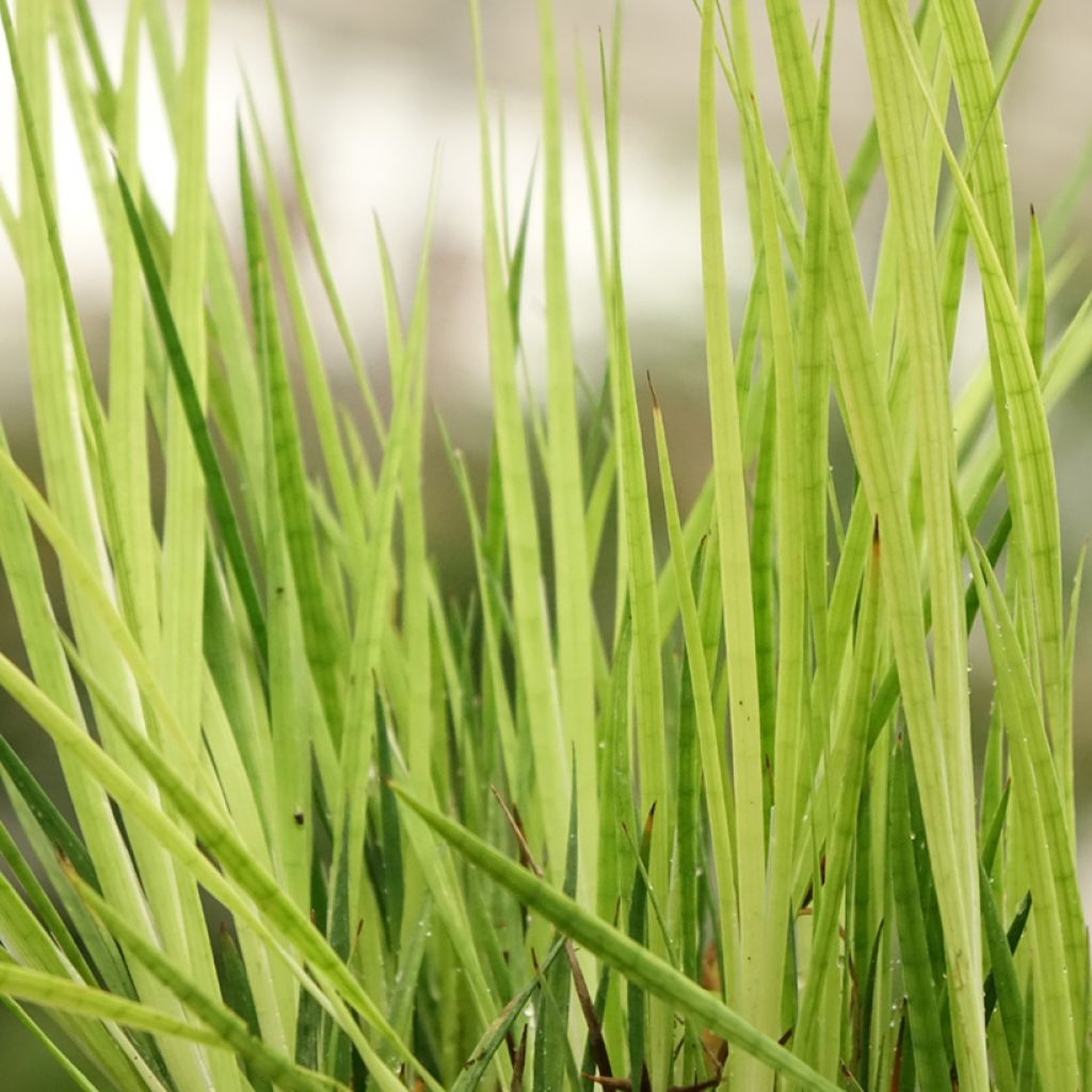 Juncus ensifolius