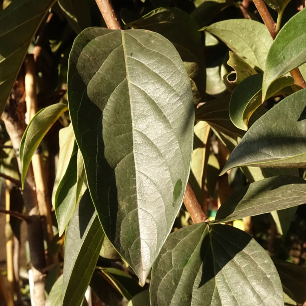 Diospyros kaki Fuyu - Plaqueminier - Kaki pomme