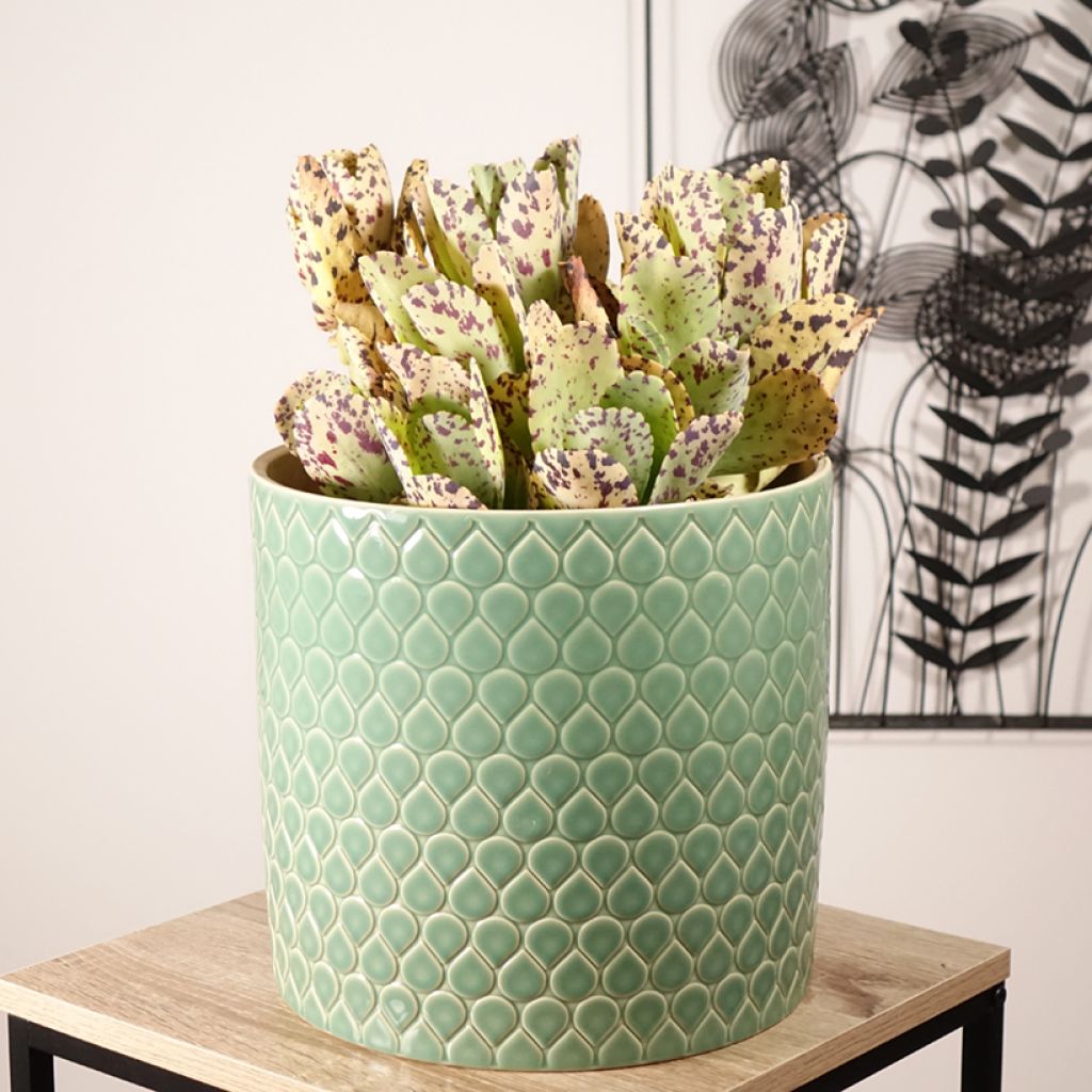 Kalanchoe marmorata - Kalanchoé marbré