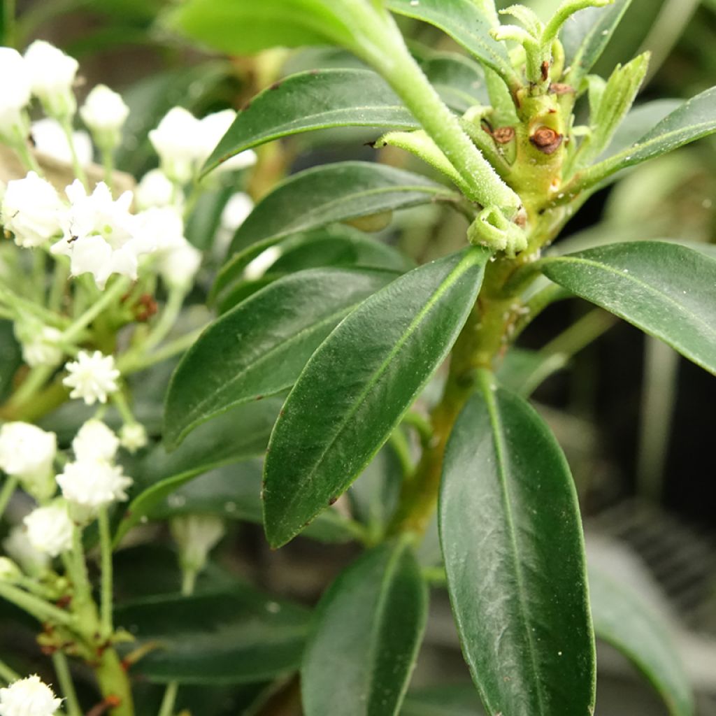 Kalmia latifolia Elf - Laurier des montagnes
