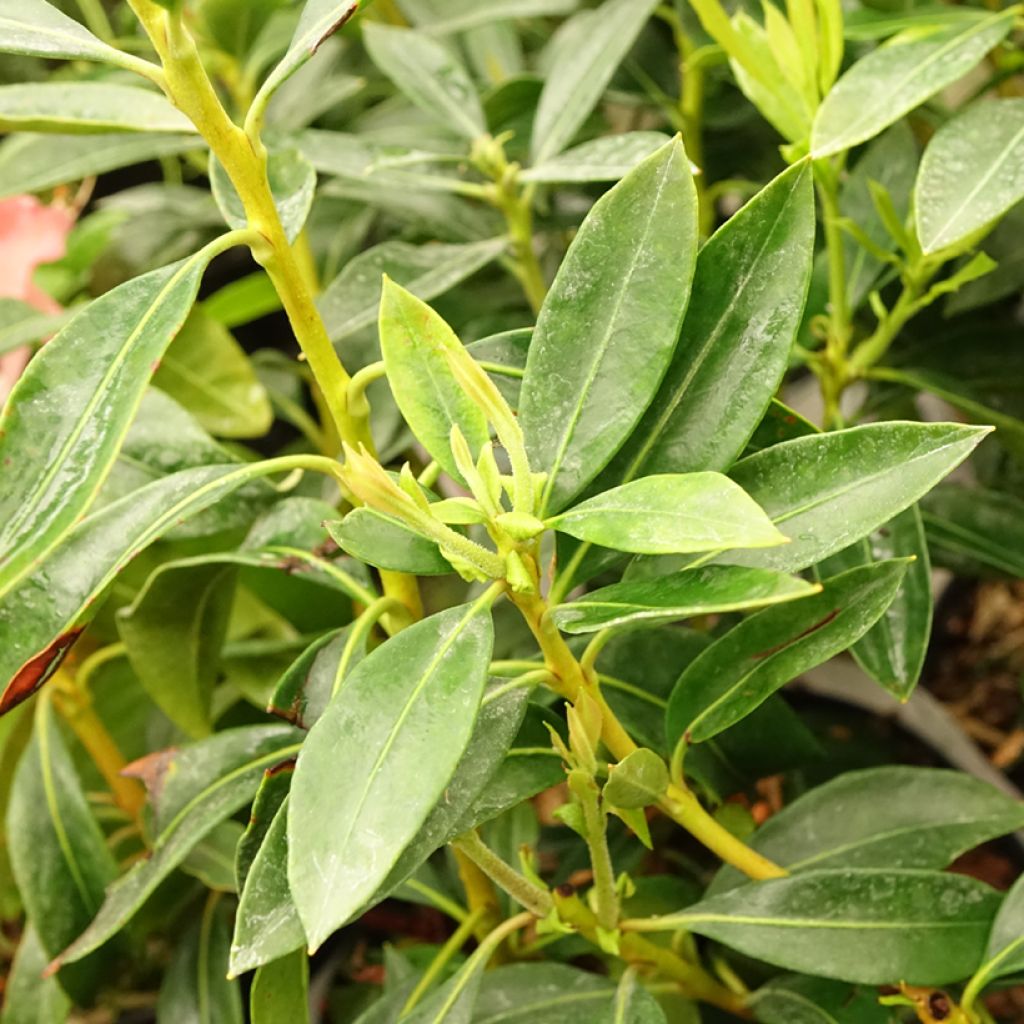 Kalmia latifolia Pinwheel - Laurier des montagnes 