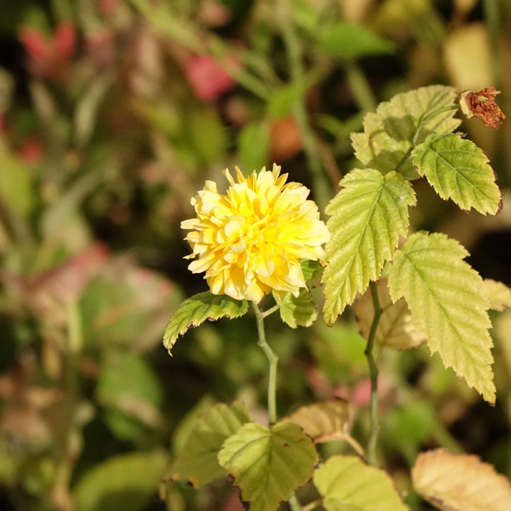 Kerria japonica - Corète du Japon