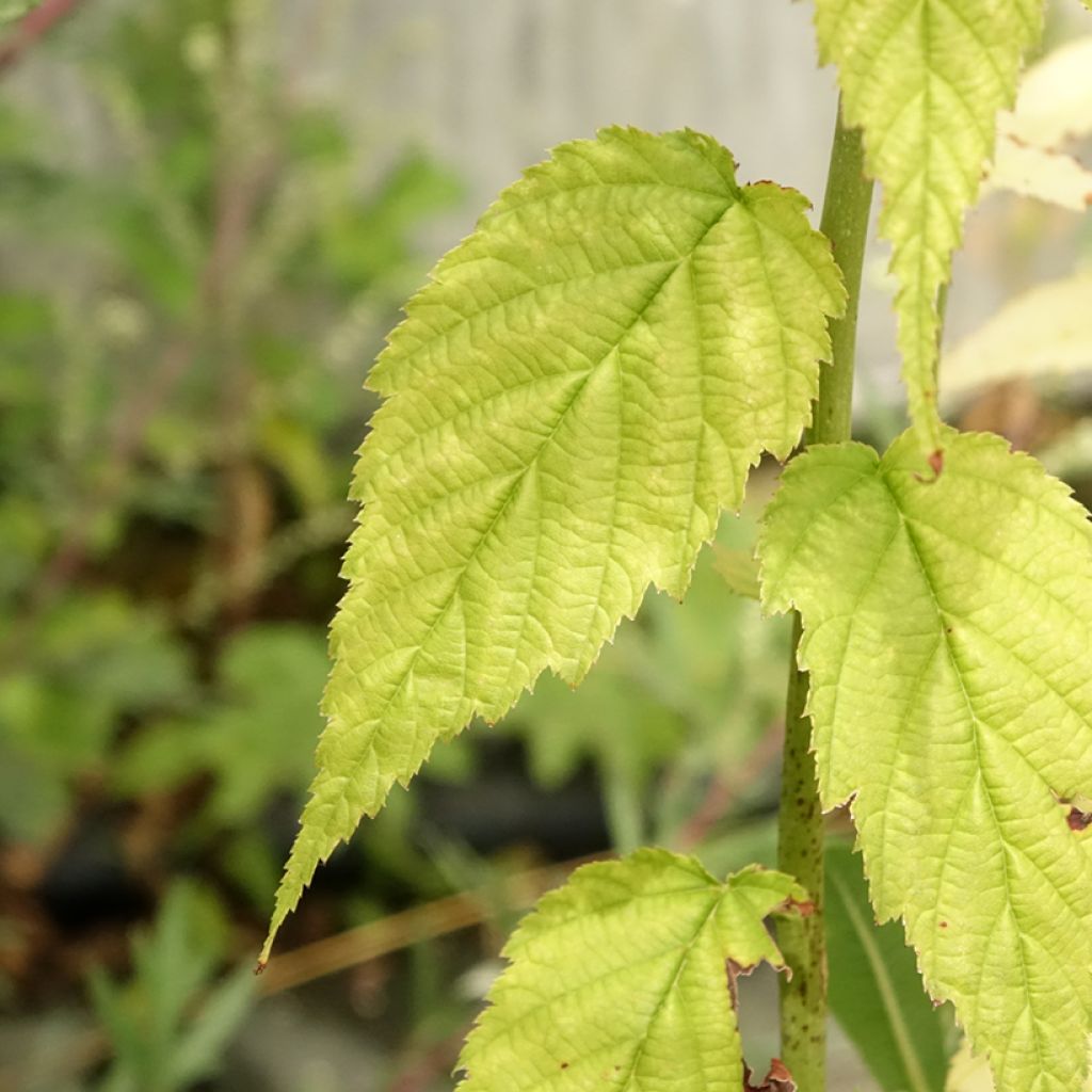 Kerria Japonica Golden Guinea