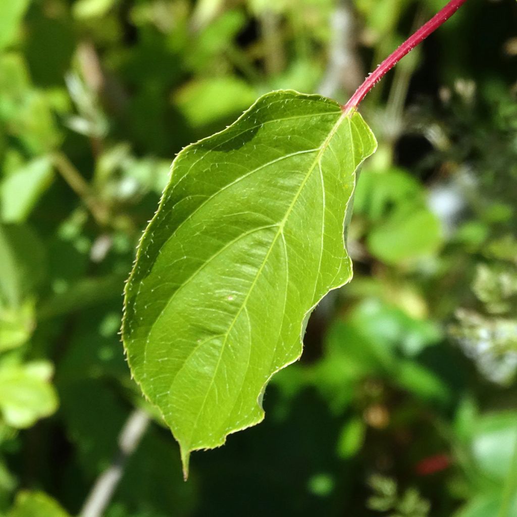 Kiwai mâle Romeo - Actinidia arguta