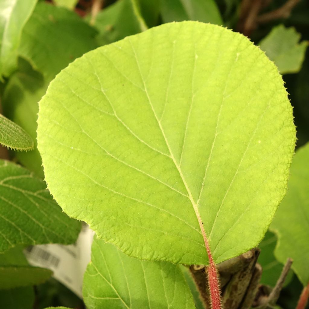 Kiwi - Actinidia deliciosa Kiwidoo Femelle