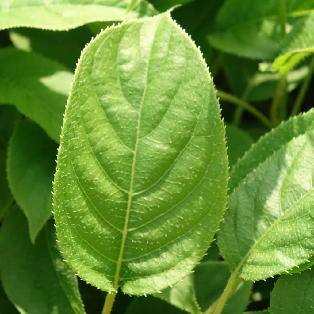 Kiwi arguta Ananasnaya (femelle) - Kiwaï Anna
