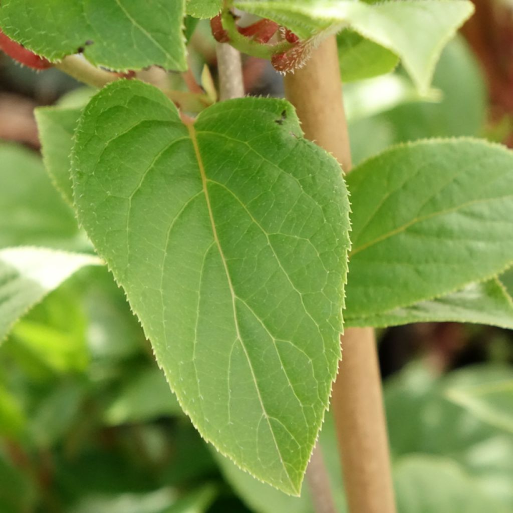 Kiwi arguta Ananasnaya (femelle) - Kiwaï Anna