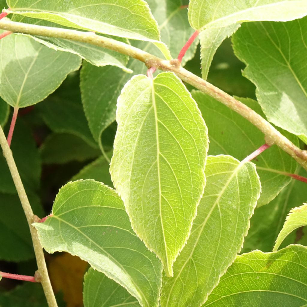 Kiwi arguta femelle Pink Jumbo - Actinidia arguta