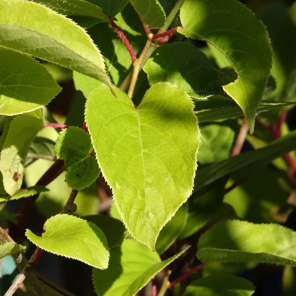 Kiwi arguta Geneva (femelle) - Kiwaï - Actinidia arguta