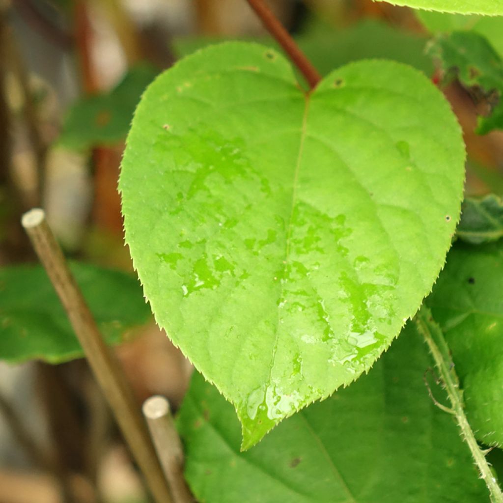 Kiwi arguta Geneva (femelle) - Kiwaï - Actinidia arguta