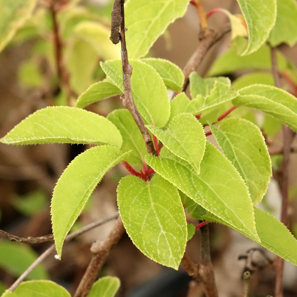 Kiwi arguta Ken's Red (femelle) - Kiwai - Actinidia arguta