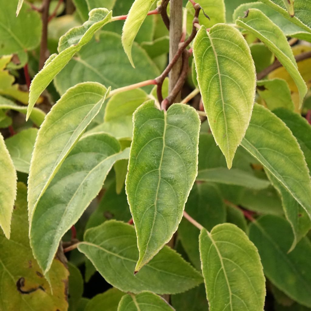 Kiwi arguta Ken's Red (femelle) - Kiwai - Actinidia arguta