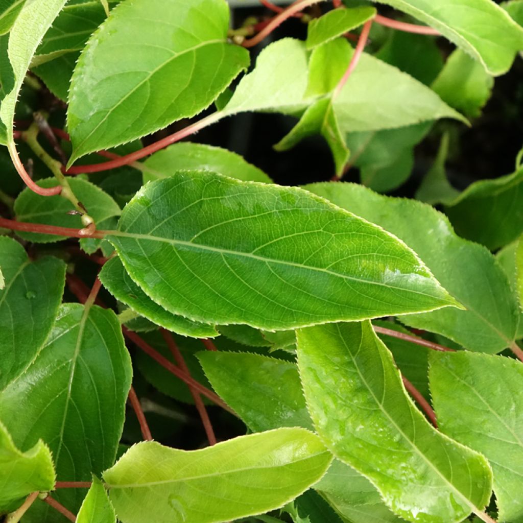 Kiwi arguta Purpurea (femelle) - Kiwaï
