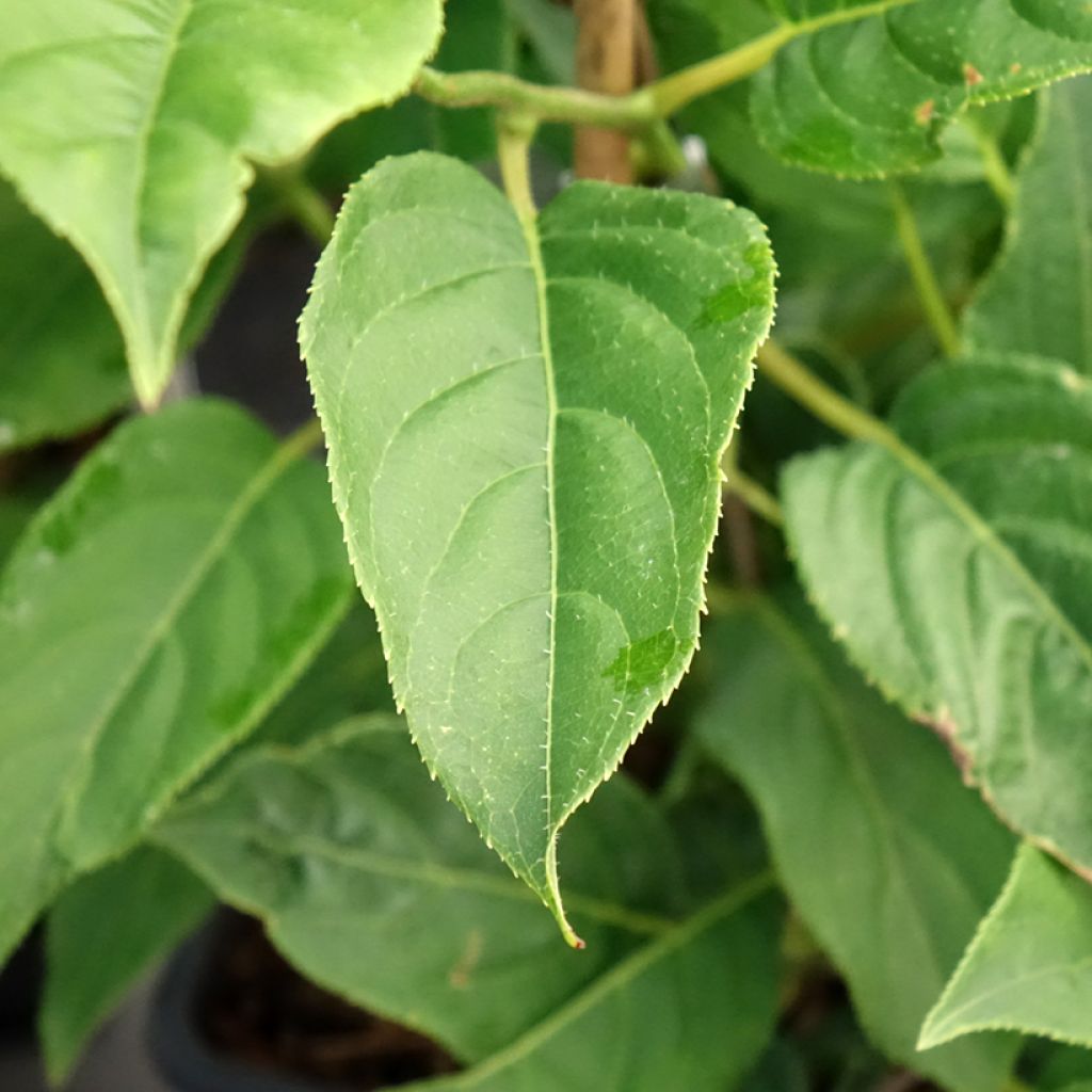 Kiwi arguta Super Issai (autofertile) - Kiwaï - Actinidia arguta
