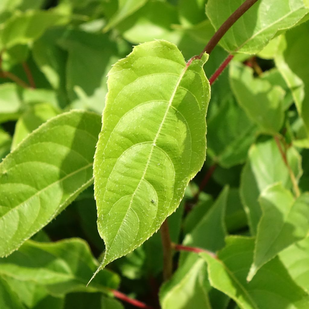 Kiwi arguta Weikii (mâle) - Kiwaï - Actinidia arguta