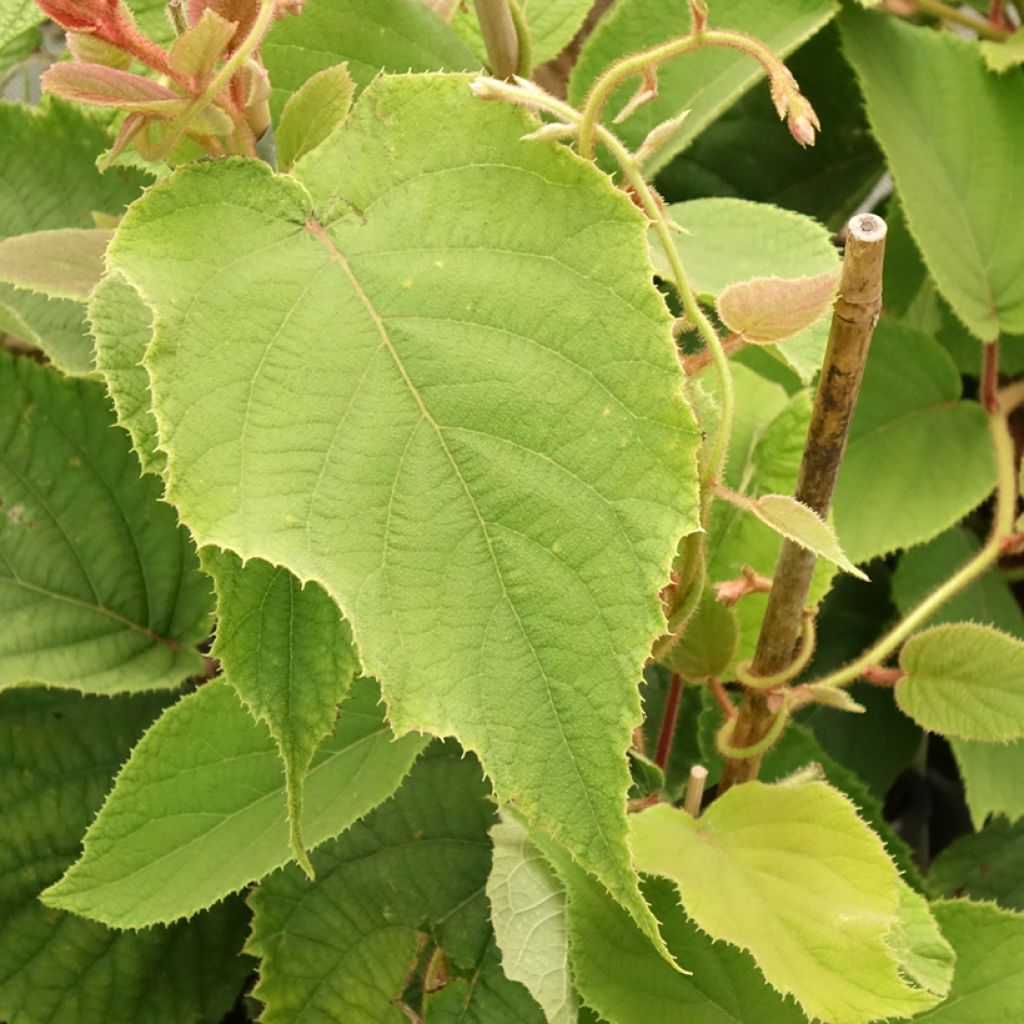 Kiwi autofertile Boskoop - Actinidia deliciosa