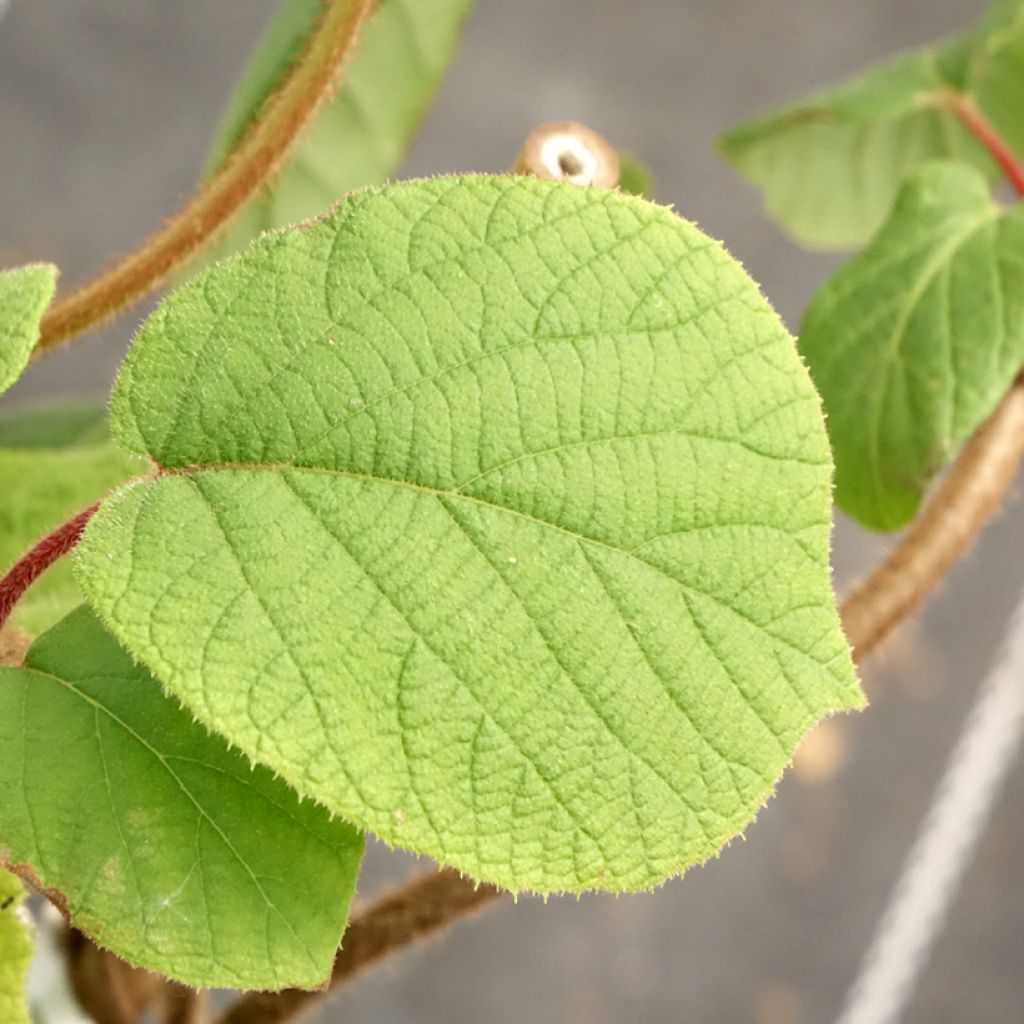 Kiwi autofertile Herma - Actinidia chinensis