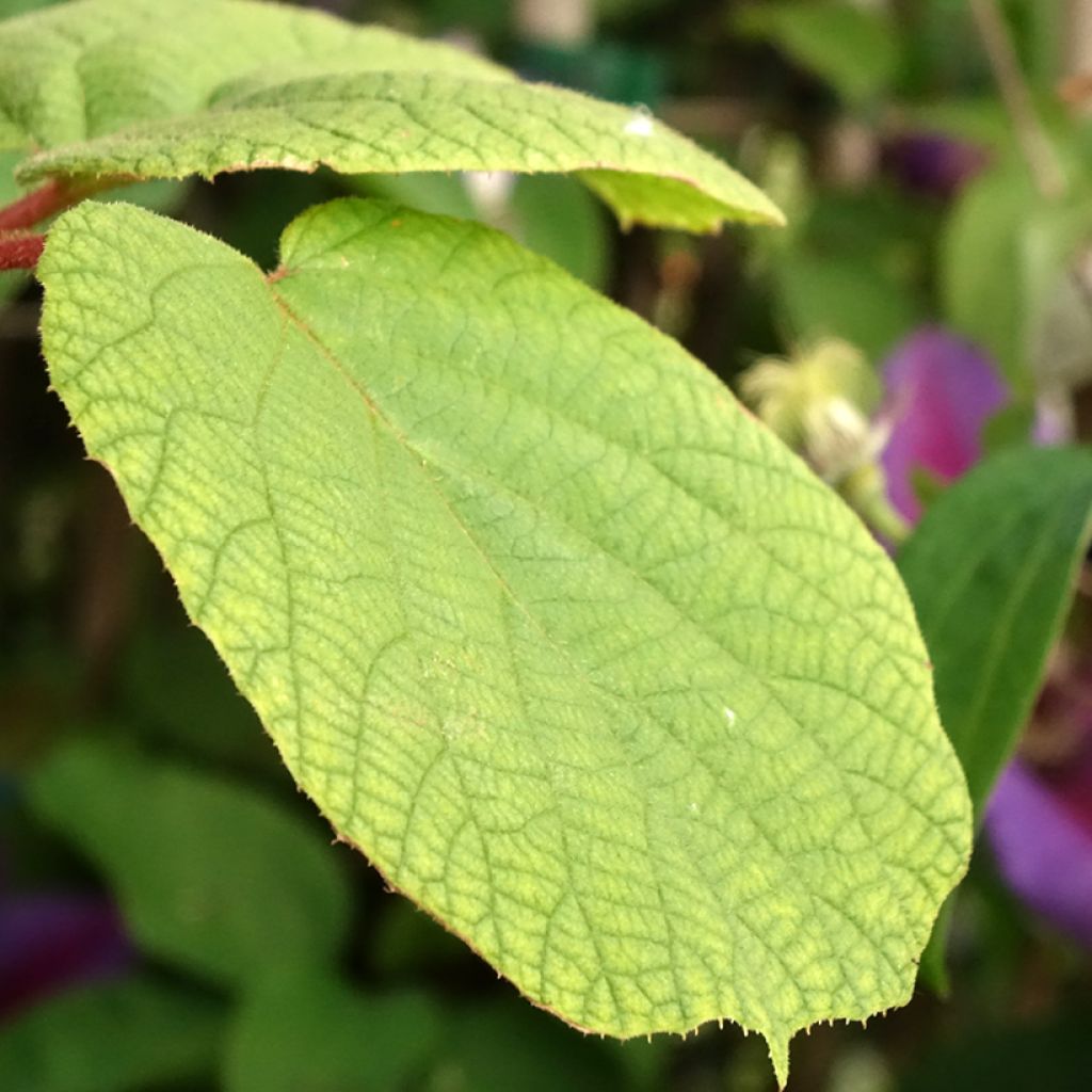 Kiwi autofertile Solo - Actinidia chinensis