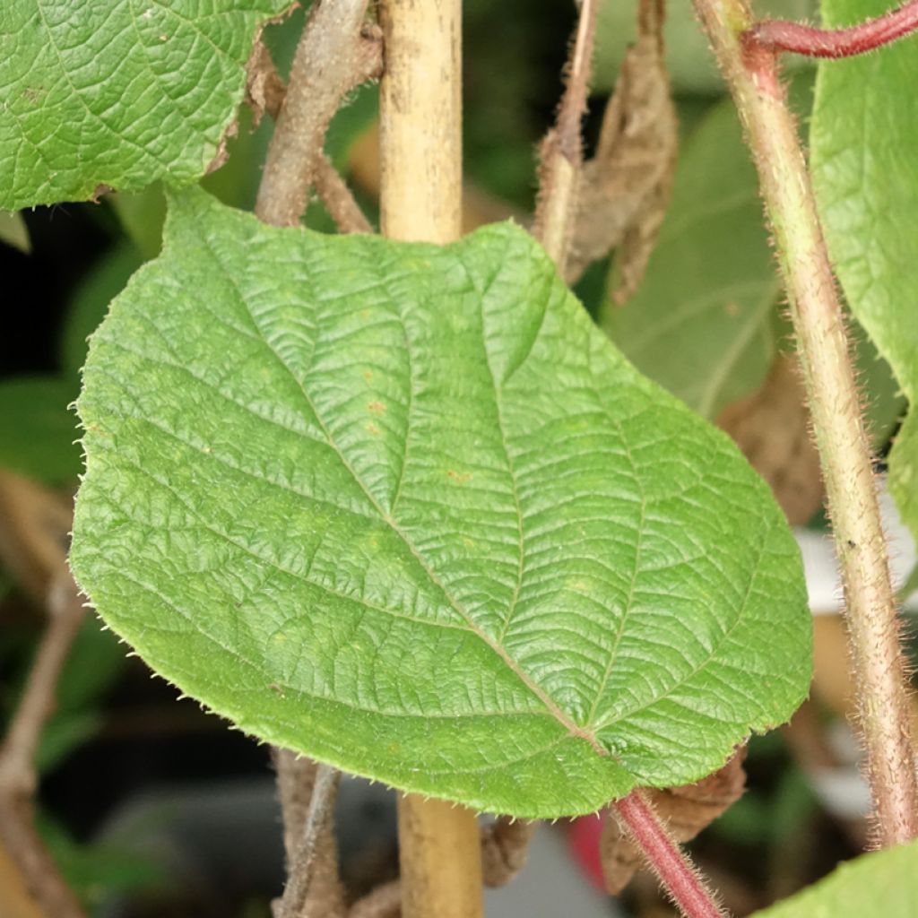 Kiwi deliciosa Montcap