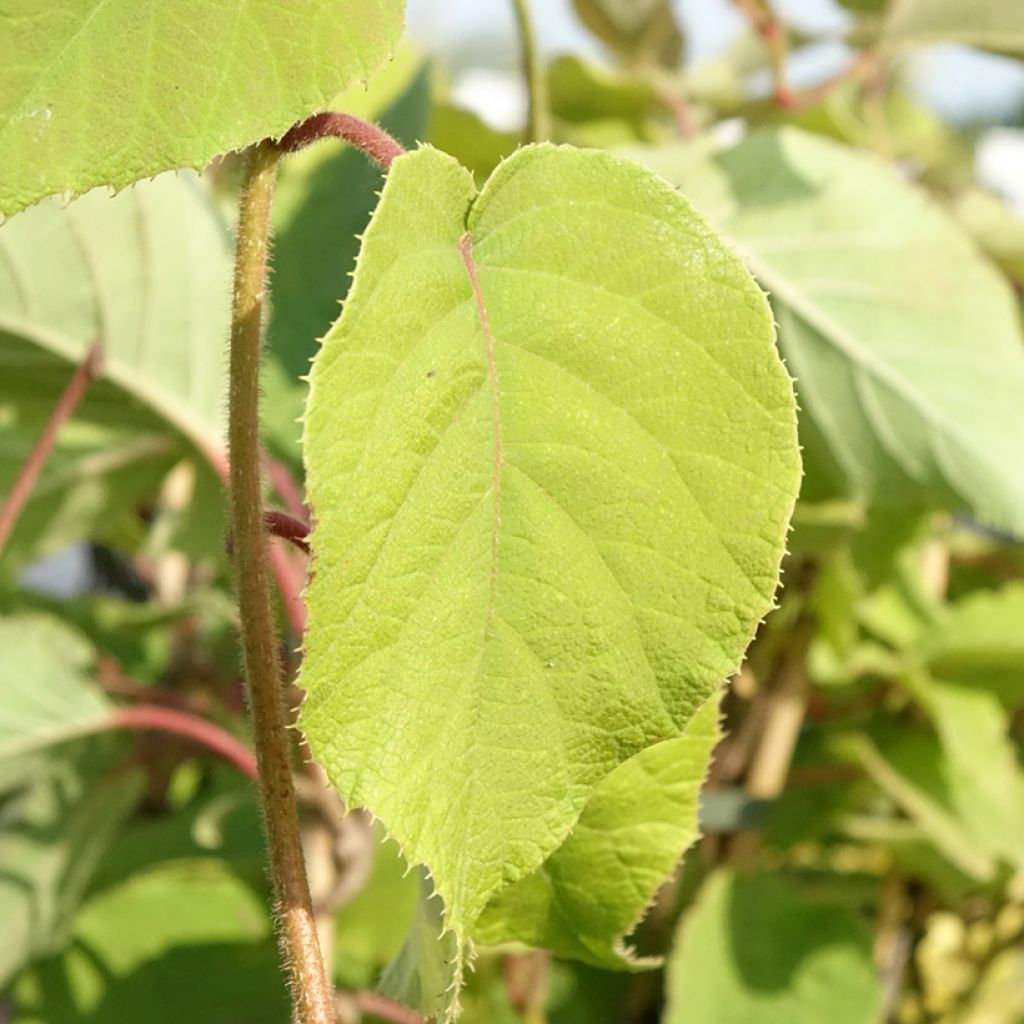 Kiwi femelle - Actinidia chinensis Bruno