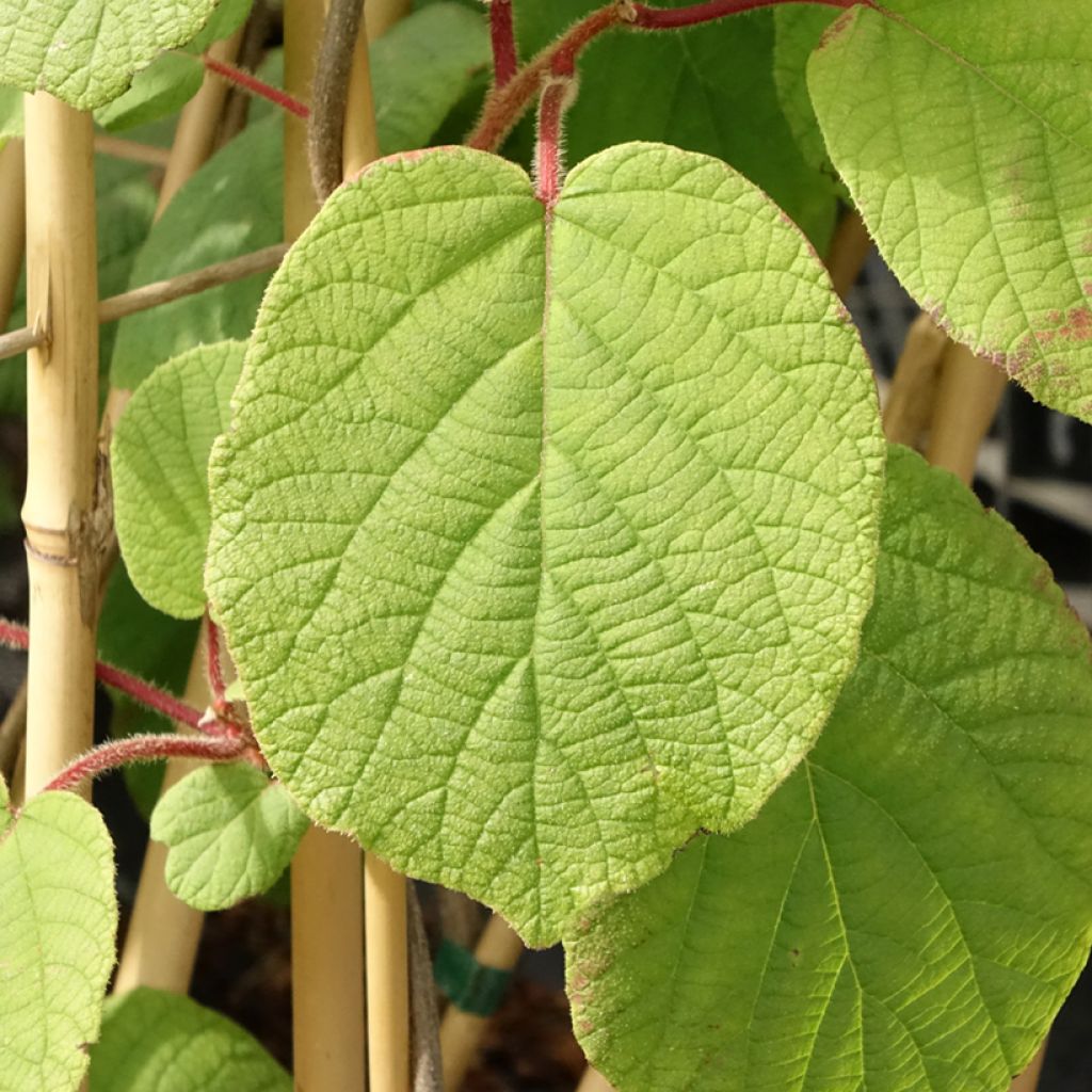Kiwi femelle - Actinidia deliciosa Monty