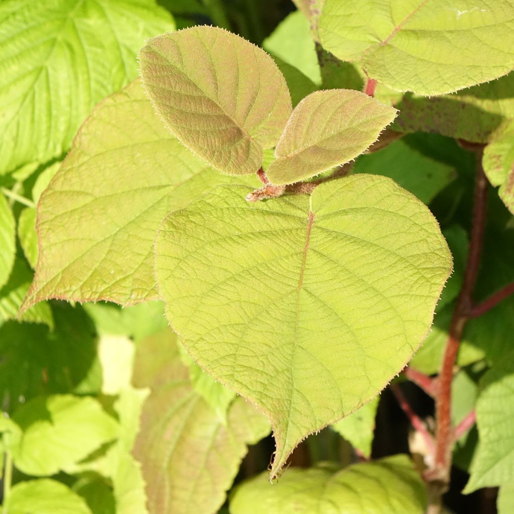 Kiwi Hayward (femelle) Bio