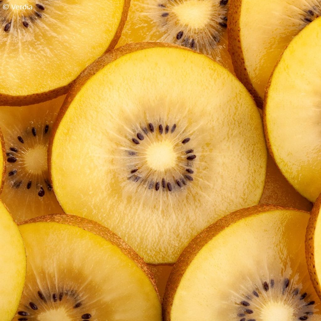 Duo Kiwis jaunes kiw'Happy mâle et femelle réunis dans un pot