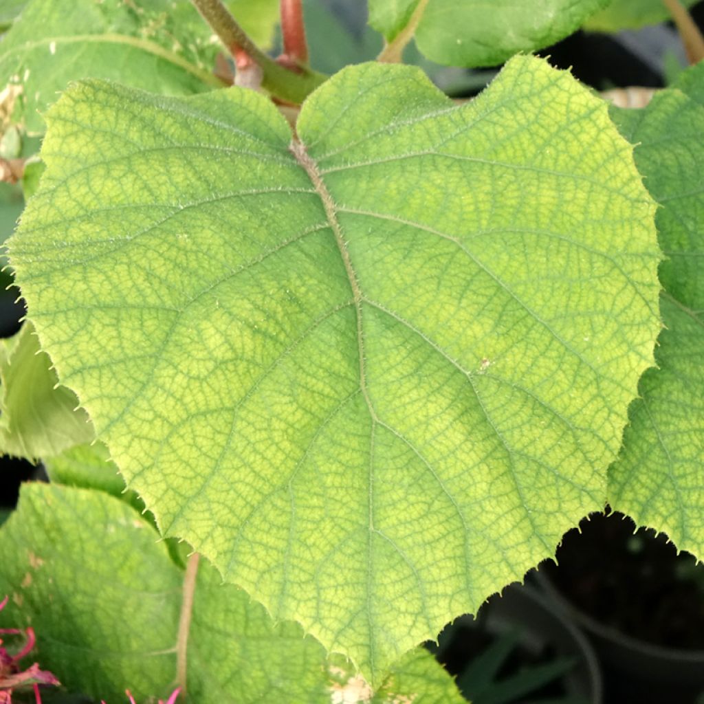 Kiwi jaune kiw'Happy mâle - Actinidia deliciosa