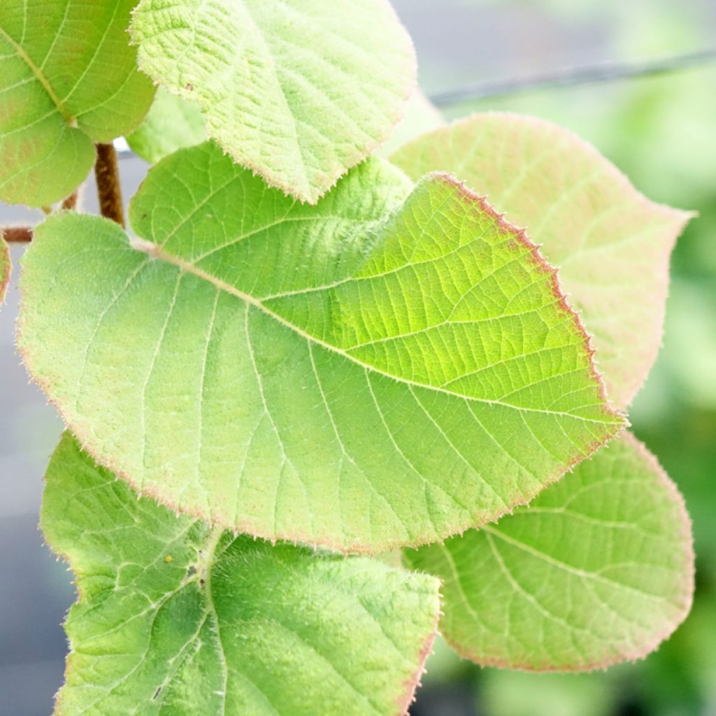 Kiwi jaune Minkimale mâle - Actinidia chinensis