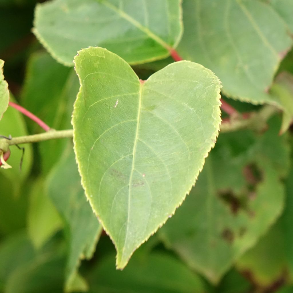 Kiwi arguta Bingo (femelle) - Kiwaï - Actinidia arguta