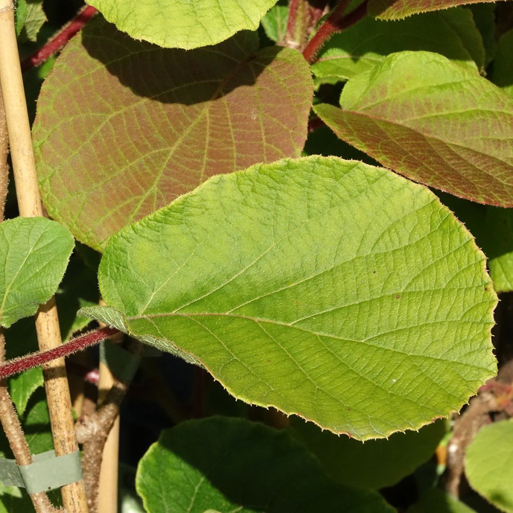 Kiwi Koryoku (femelle) - Actinidia deliciosa