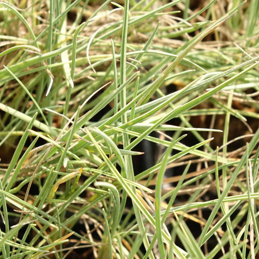 Koeleria glauca - Koélérie bleue