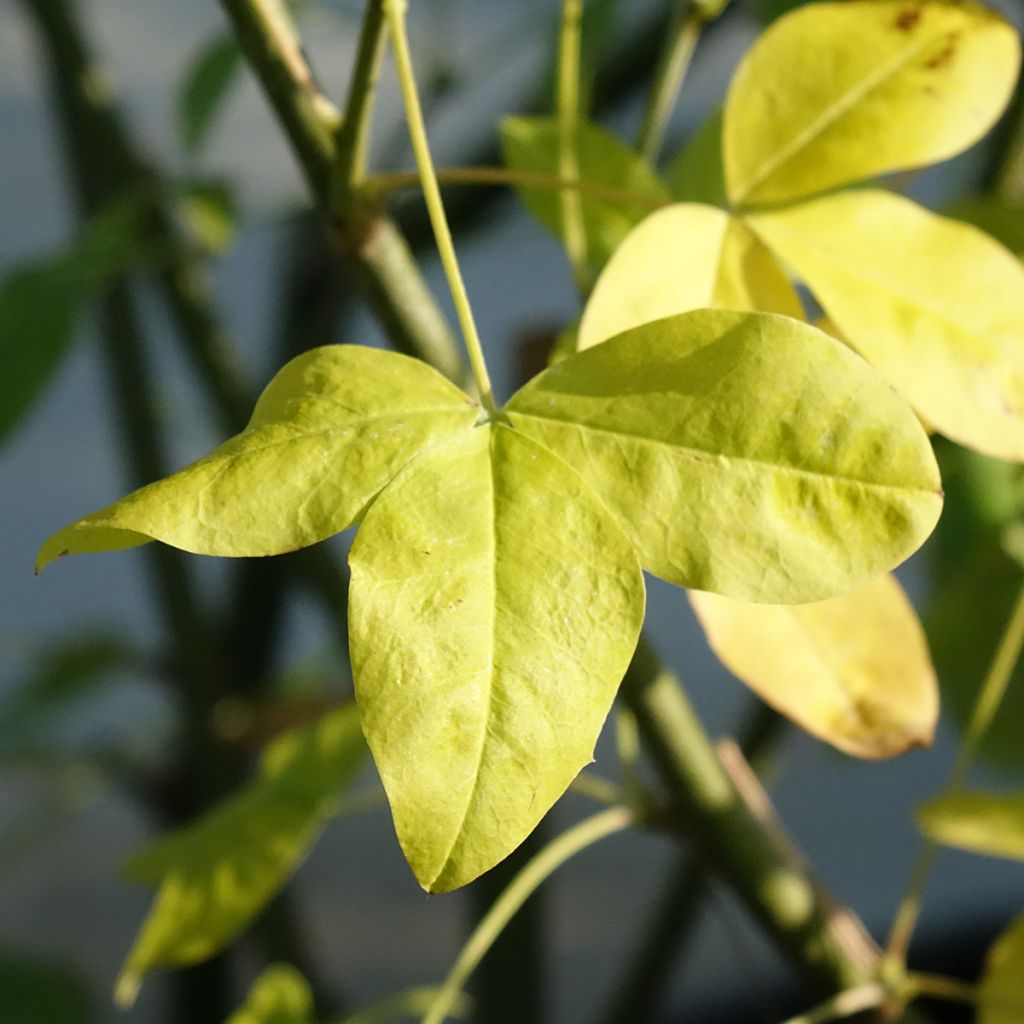 Laburnum watereri Vossii - Cytise pluie d'or