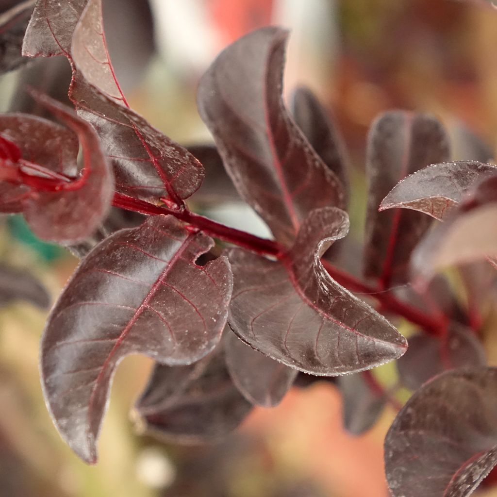 Lagerstroemia indica Black Solitaire (Black Diamond) Crimson Red - Lilas des Indes