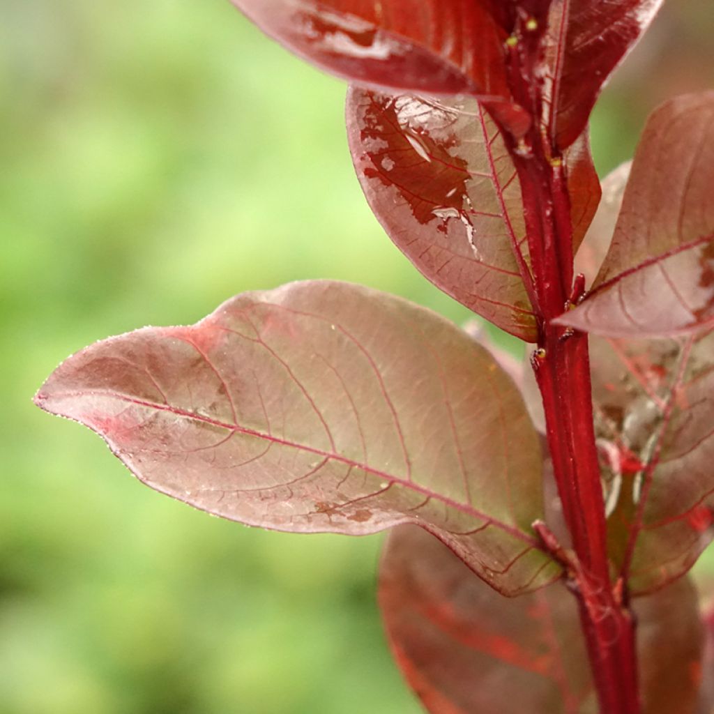 Lagerstroemia indica Black Solitaire (Black Diamond) Pure White - Lilas des Indes