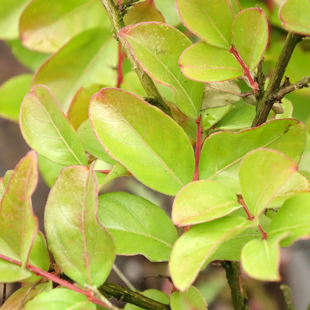 Lagerstroemia indica Pécharmant - Lilas des Indes