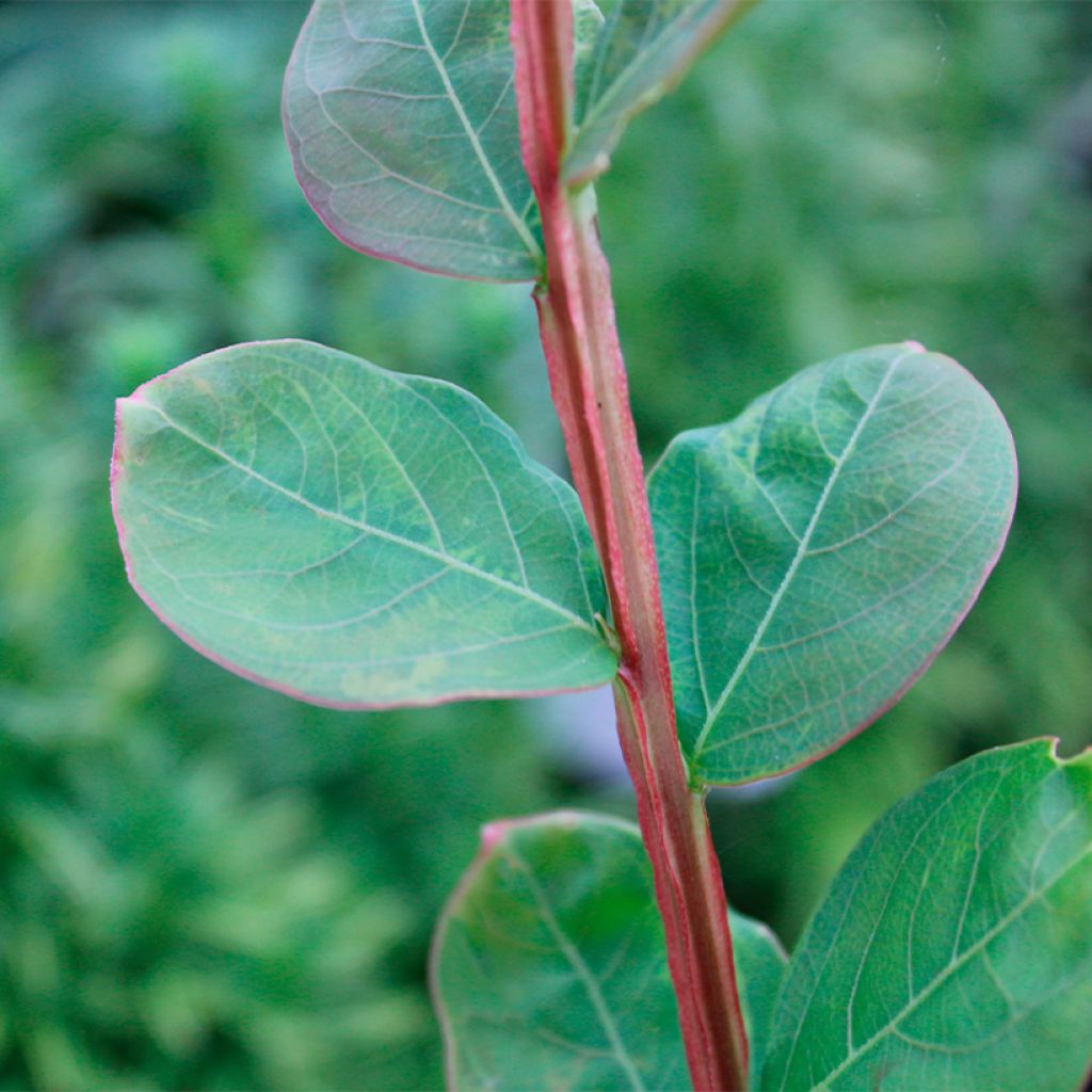 Lagerstroemia indica Petite Canaille mauve - Lilas des Indes mauve