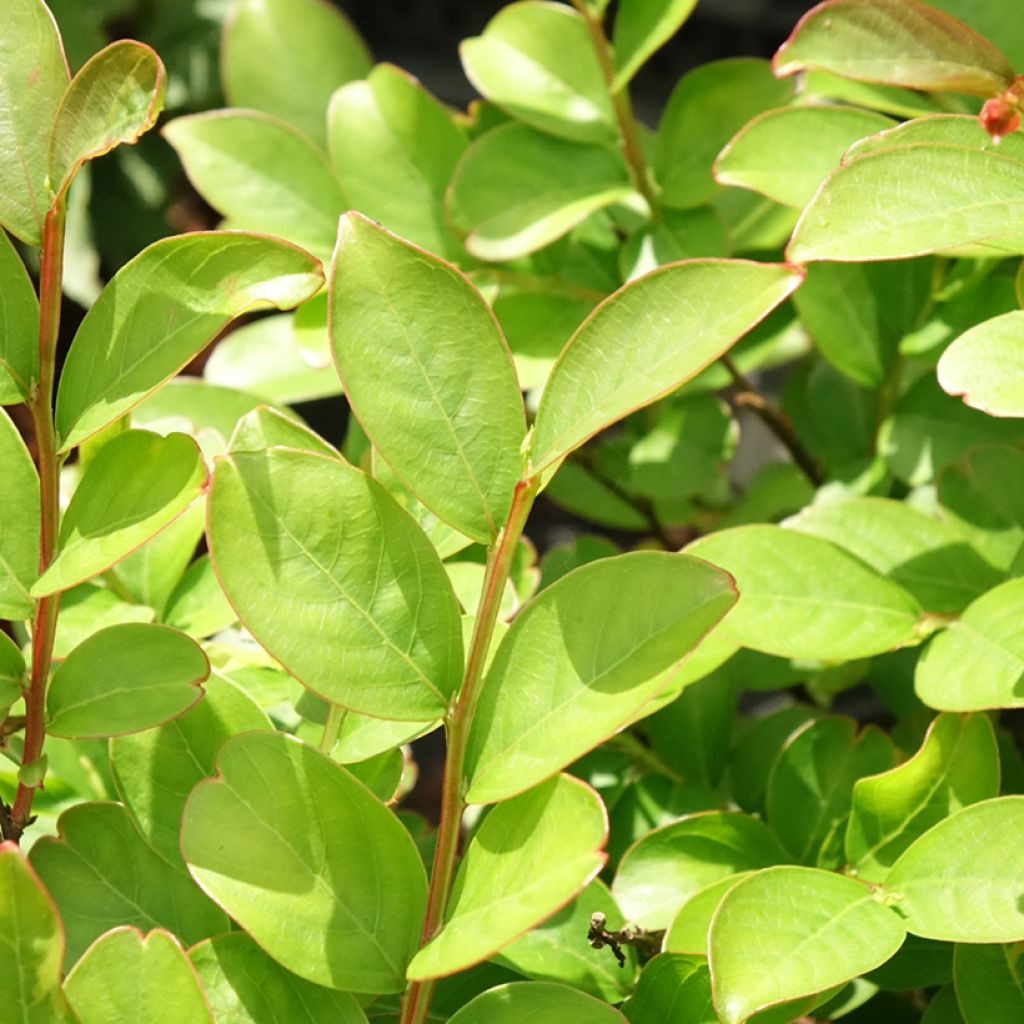 Lagerstroemia indica Terre Chinoise - Lilas des Indes	