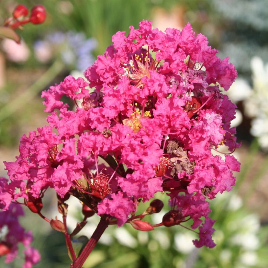 Lagerstroemia indica With Love Kiss Milarosso - Lilas des Indes