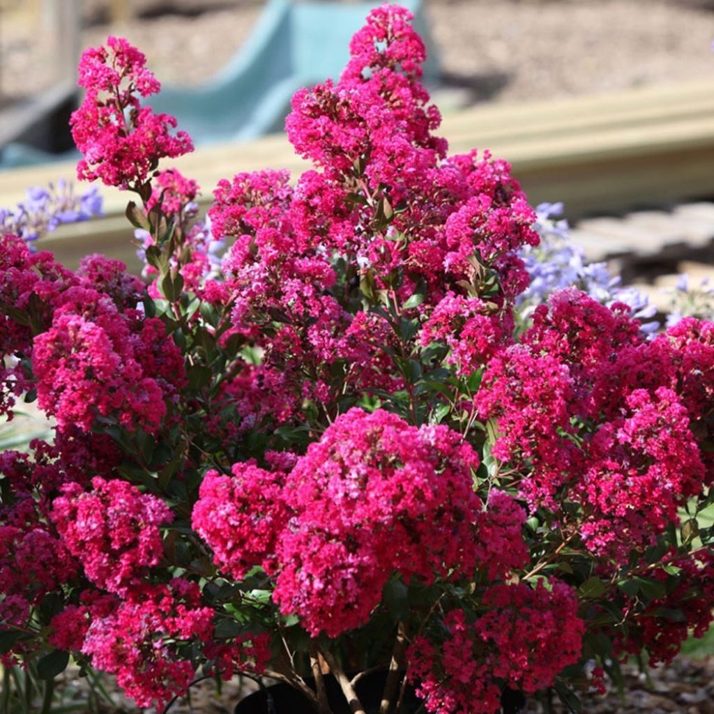 Lagerstroemia indica With Love Kiss Milarosso - Lilas des Indes