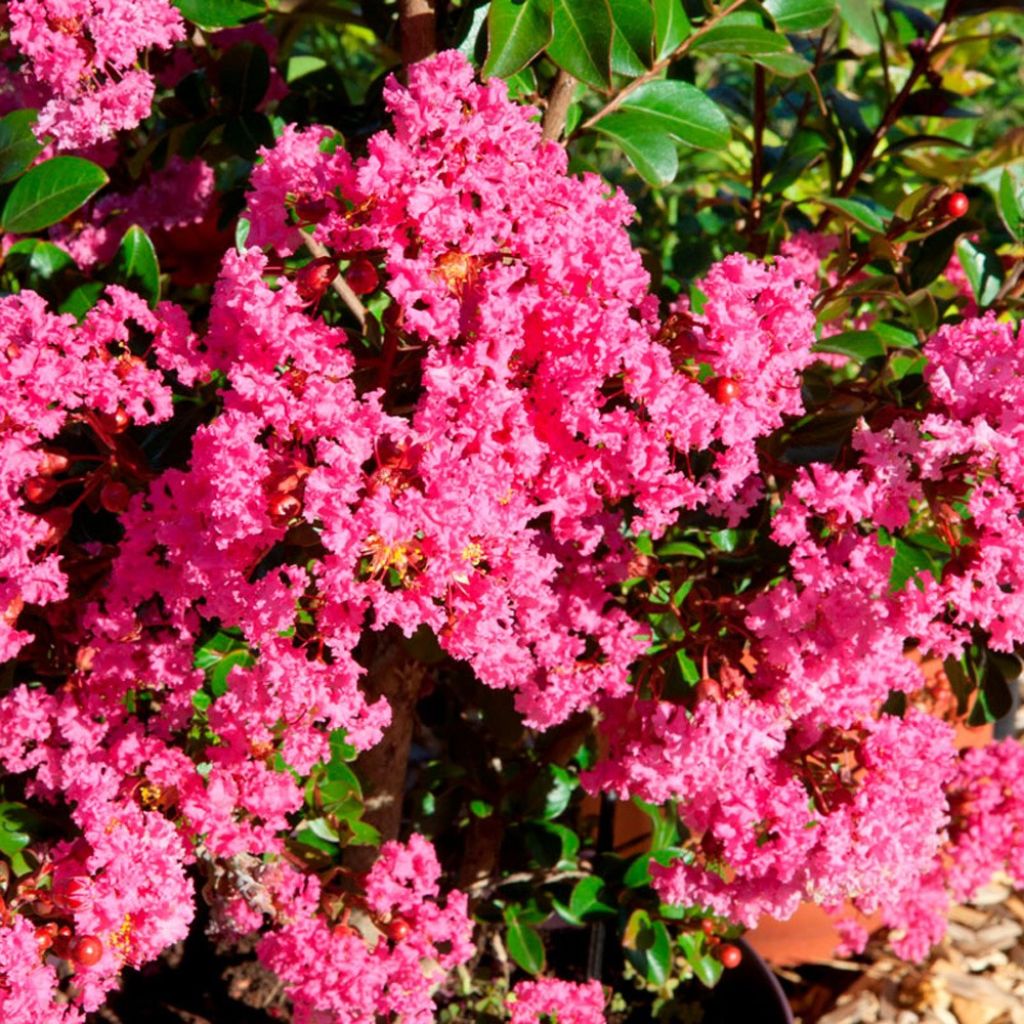 Lagerstroemia indica With Love Kiss Milarosso - Lilas des Indes