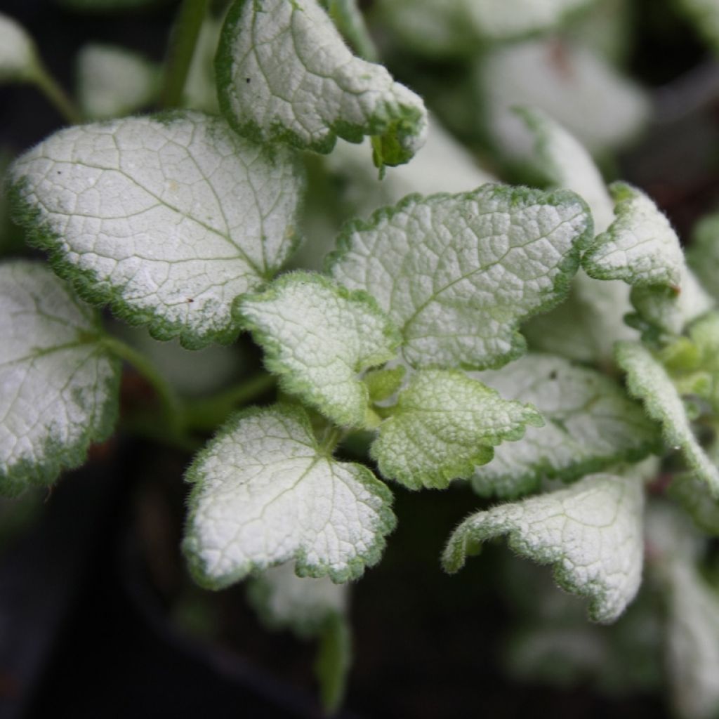 Lamium maculatum Red Nancy - Lamier maculé