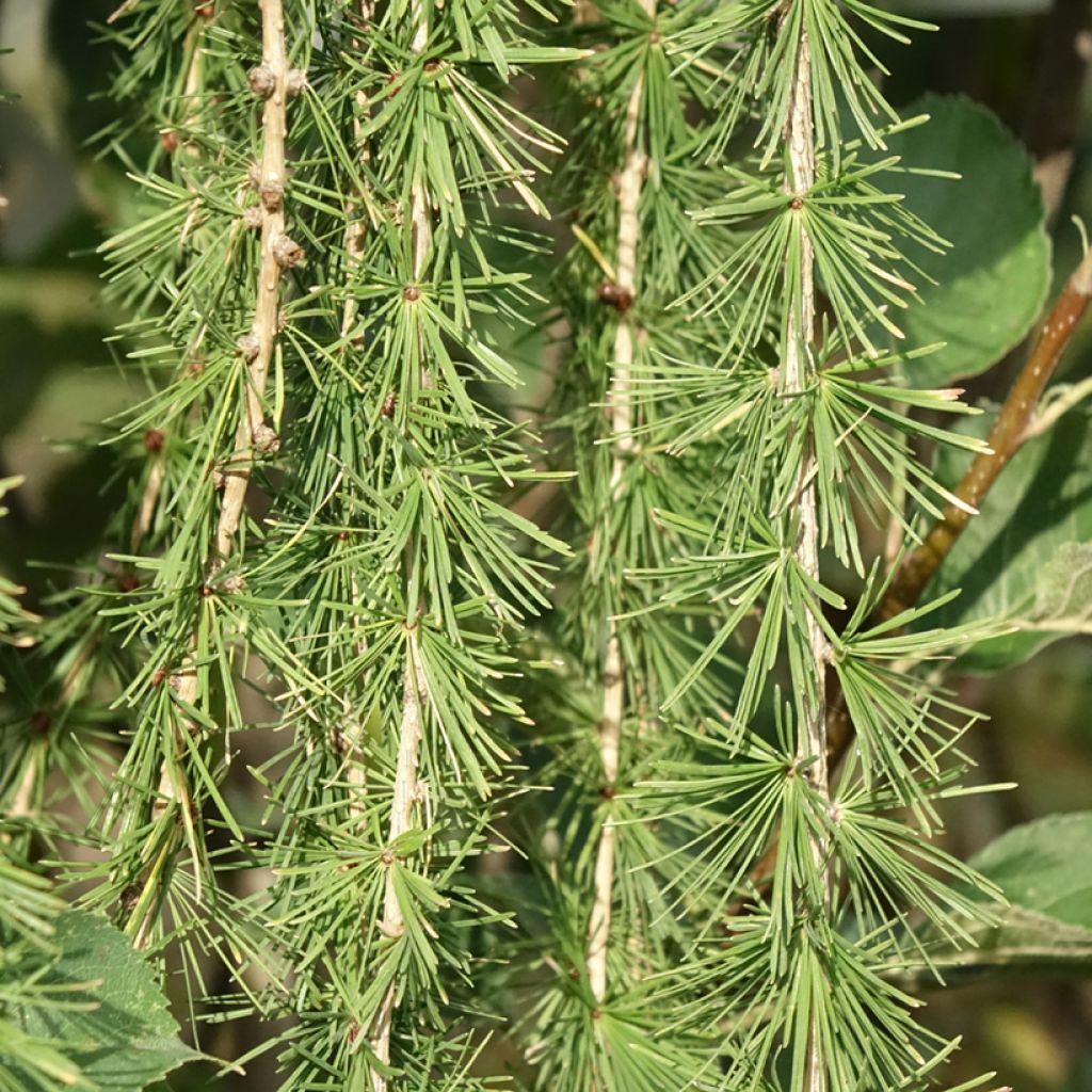 Larix decidua Puli - Mélèze d'Europe pleureur