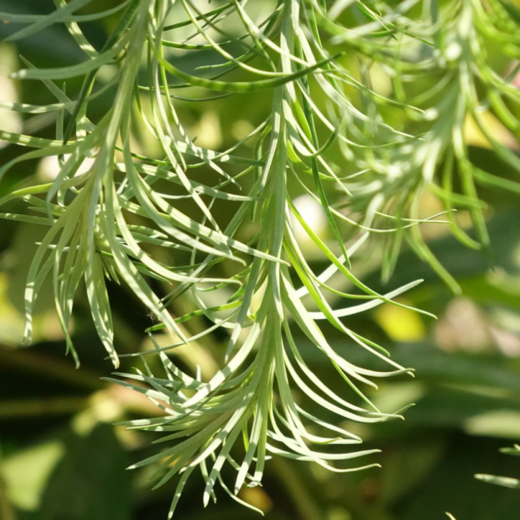 Larix kaempferi Boring Weeper - Mélèze du Japon pleureur 